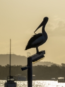 Australian Pelican (Image ID 62531)