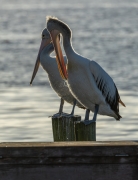 Australian Pelican (Image ID 62532)