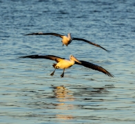 Australian Pelican (Image ID 62655)