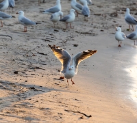 Silver Gull (Image ID 62656)