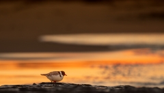 Hooded Plover (Image ID 62802)