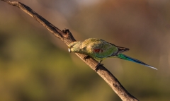 Mulga Parrot (Image ID 62710)
