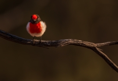 Red-capped Robin (Image ID 62711)