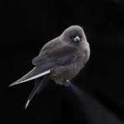 Dusky Woodswallow (Image ID 62582)