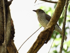 Grey Shrike-thrush (Image ID 62824)