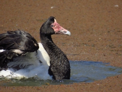 Magpie Goose (Image ID 62287)