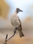 Little Friarbird (Image ID 62793)