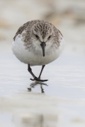 Red-necked Stint (Image ID 62644)