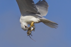 Black-shouldered Kite (Image ID 62631)