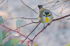 Striated Pardalote (Image ID 62563)